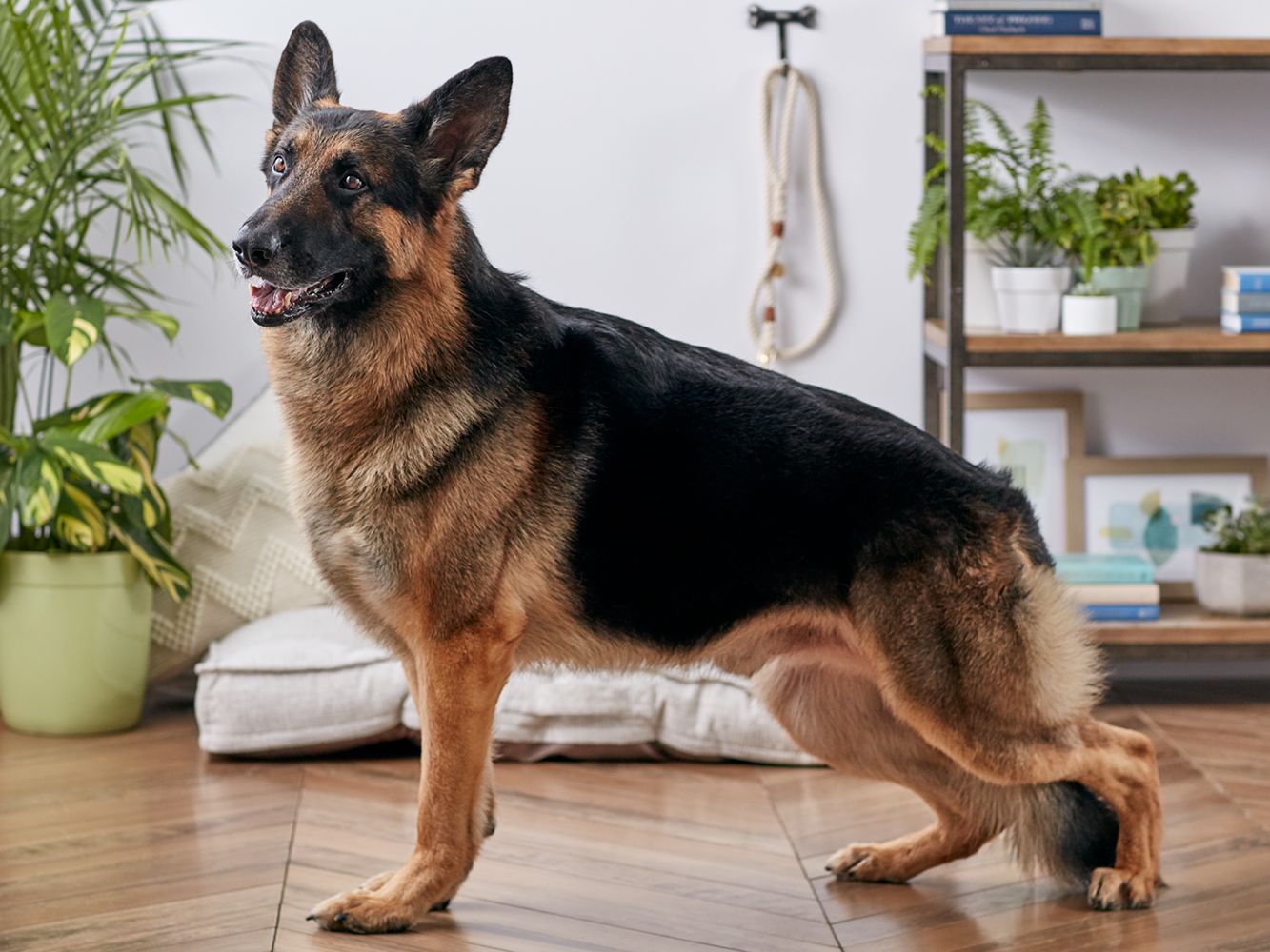 Why are Pineapples Beneficial for German Shepherds?
