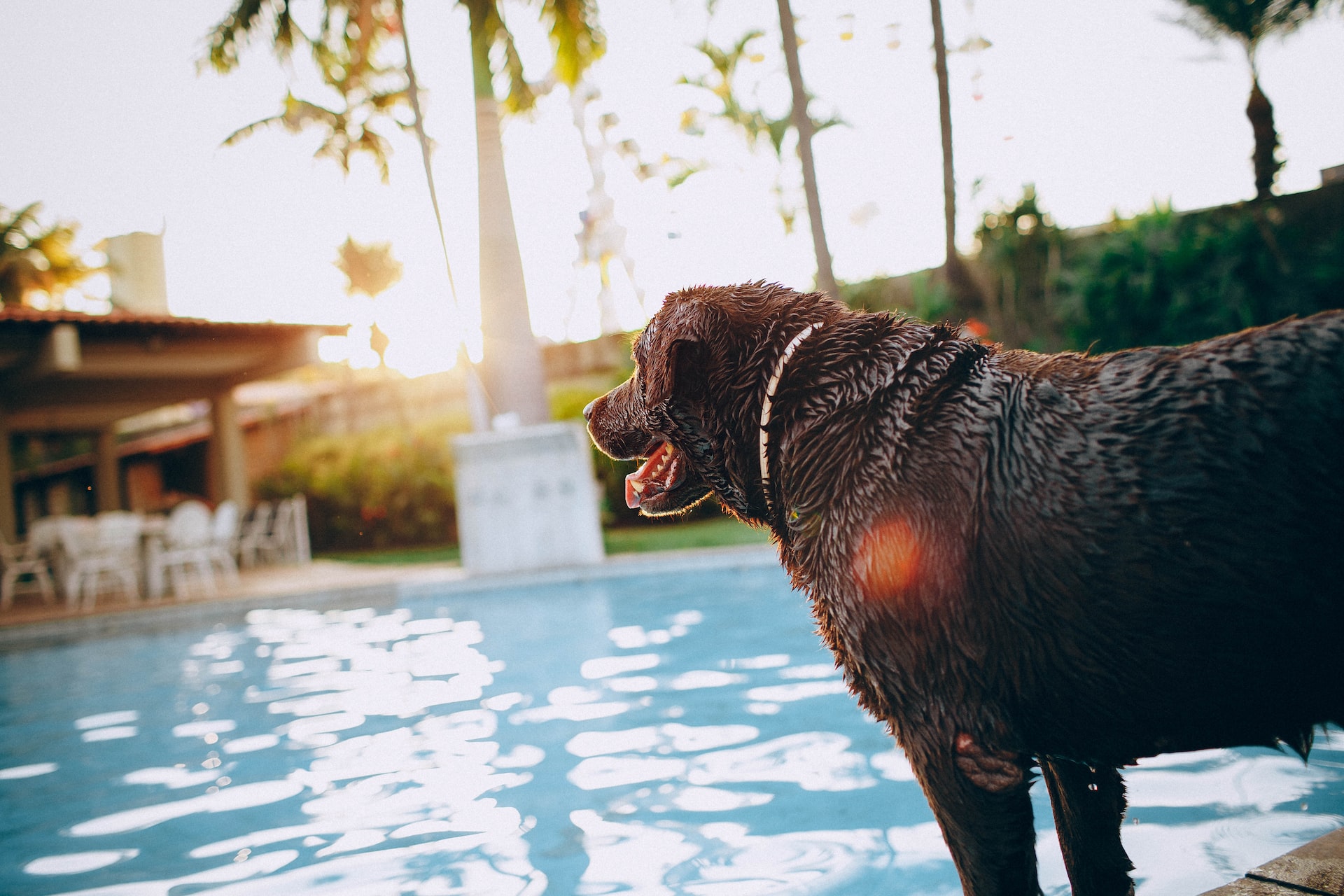 dog in a hotel pool